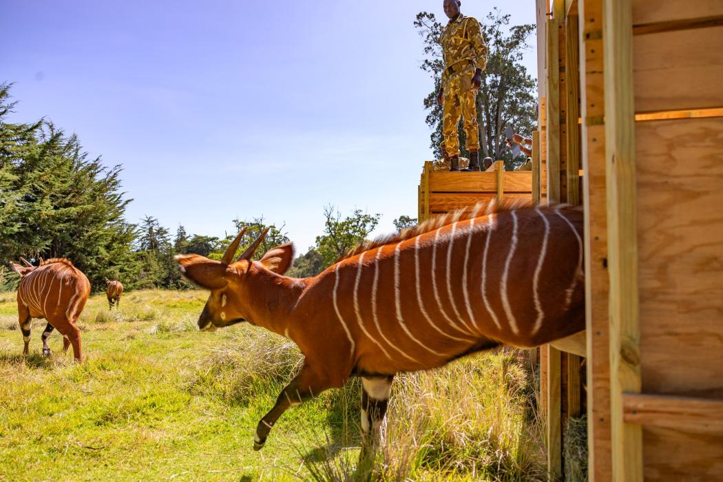 Die Bongoantilopen sind vom Aussterben bedroht. DHL Express hat 17 von ihnen per Spezialtransport vom Rare Species Conservatory Foundation in Florida aus in ihr neues Schutzgebiet in Kenia geflogen. Foto: DHL Group