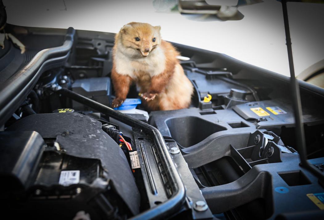 Aufgepasst: Immer wieder verbeißen sich Marder im Sommer an den Brems- oder Kühlwasserschläuchen von Autos. Foto: HUK-Coburg