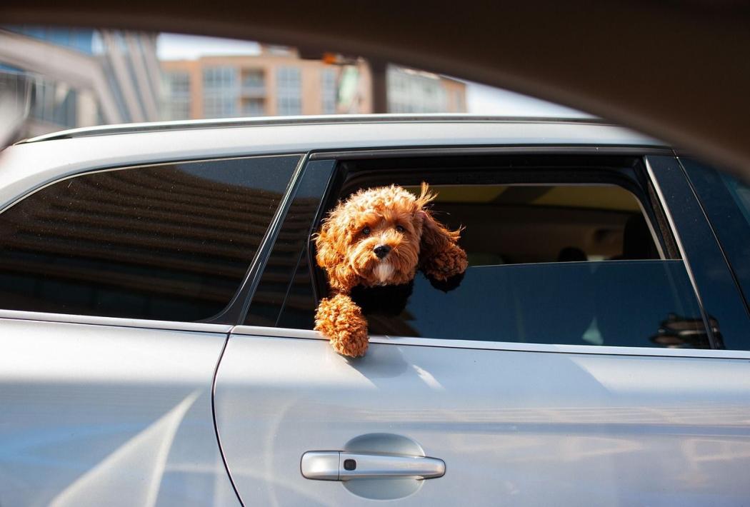 In den heißen Sommermonaten sollten Autofahrer die Hitzegefahr für Kinder und Tiere ernst nehmen und neben der richtigen Nutzung der Klimaanlage für ausreichend Pausen sorgen. Foto: Pixabay