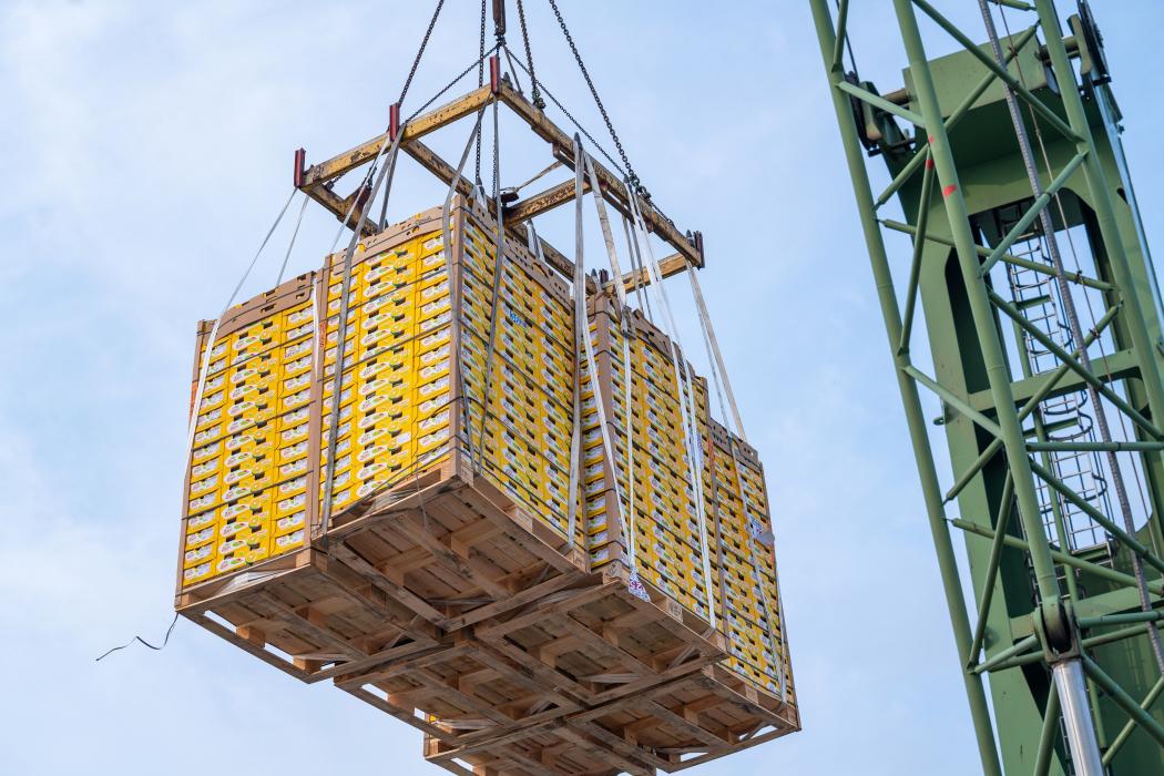 Die erste Zespri-Kiwis des Jahres sind in Zeebrugge angekommen. Damit ist die europäische Kiwi-Saison im belgischen Seehafen Antwerpen offiziell eröffnet worden. Foto: Port of Antwerp-Bruges
